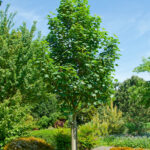 Acer pseudoplatanus 'Bruchem'