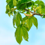 Acer pseudoplatanus 'Bruchem'