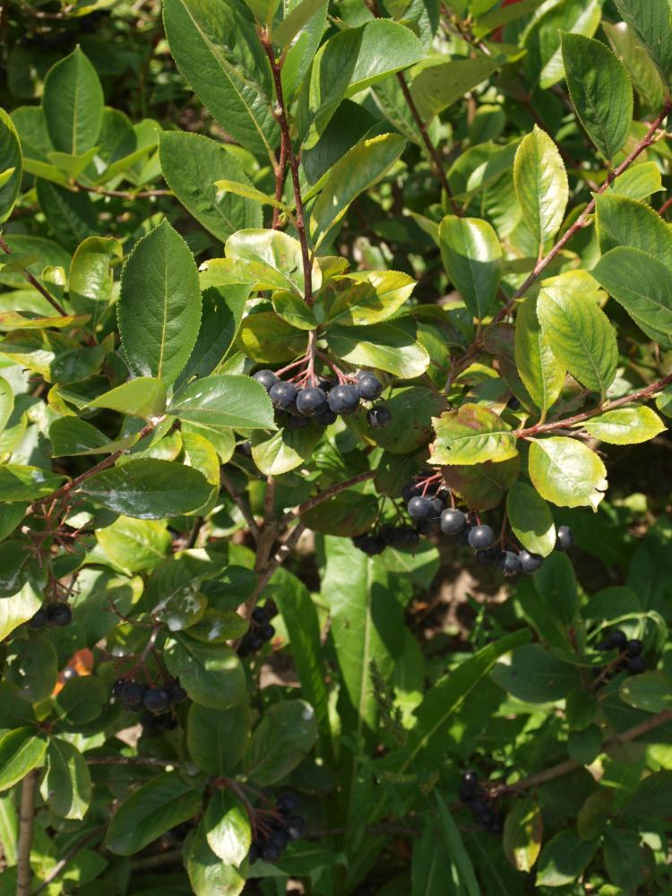 Aronia prunifolia 'Viking'