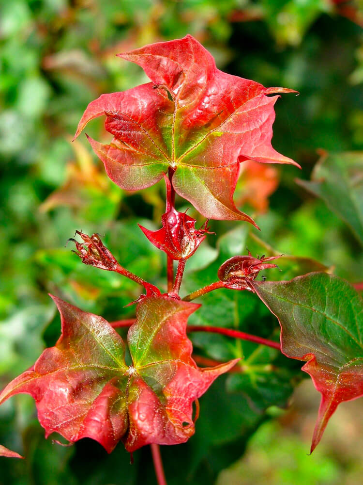 Acer 'Ample Surprise'