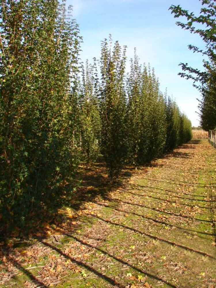 Acer campestre 'Fastigiatum'