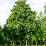 Acer cappadocicum ‘Rubrum’