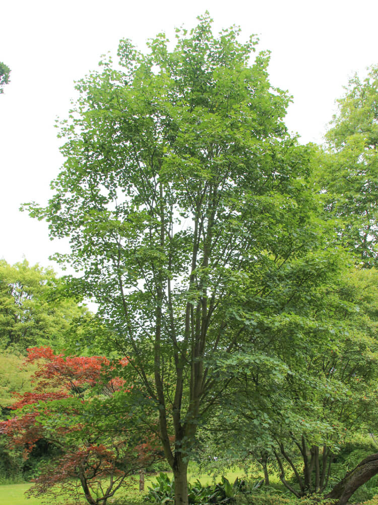 Acer cappadocicum