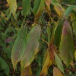 Acer carpinifolium