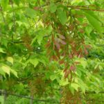 Acer cissifolium