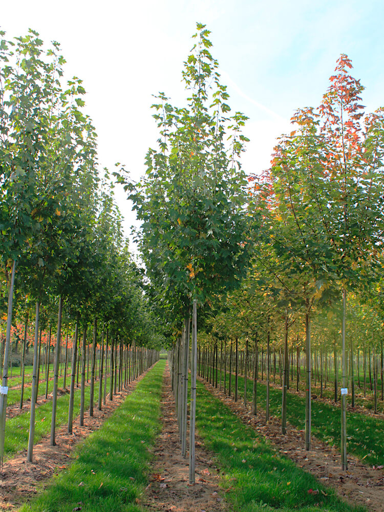 Acer freemanii 'Armstrong II'