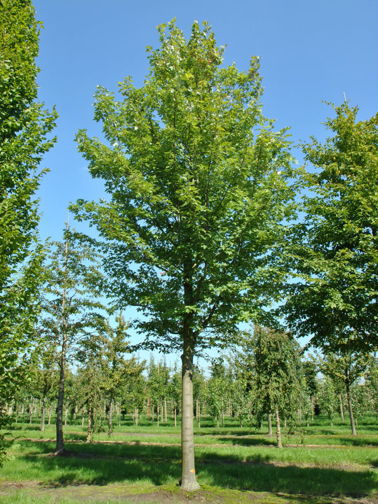 Acer freemanii ‘Celzam’ CELEBRATION