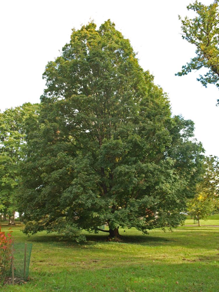 Acer monspessulanum