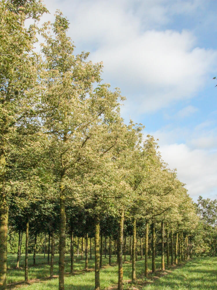 Acer negundo ‘Flamingo’