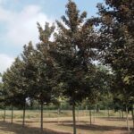 Acer pseudoplatanus ‘Atropurpureum’