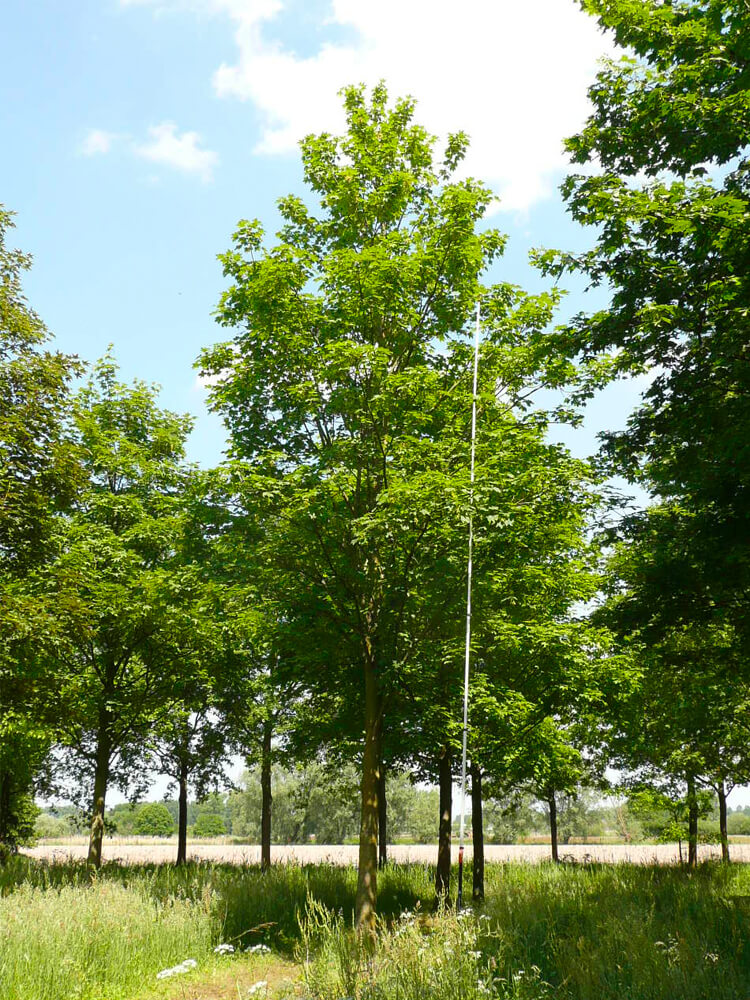 Acer pseudoplatanus 'Rotterdam'