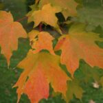 Acer saccharum