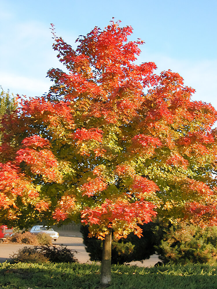 Acer 'Warrenred' PACIFIC SUNSET