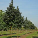 Acer platanoides ‘Columnare Dila’