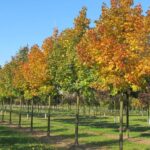 Acer platanoides ‘Columnare Dila’