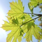 Acer platanoides ‘Columnare Dila’