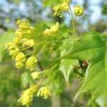 Acer platanoides ‘Columnare Dila’