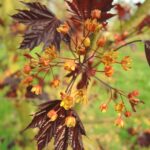 Acer platanoides ‘Crimson King’