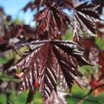 Acer platanoides ‘Crimson King’