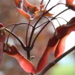 Acer platanoides ‘Crimson King’