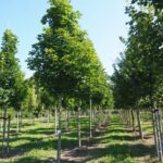 Acer platanoides ‘Emerald Queen’