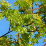 Acer platanoides 'Farlake's Green'