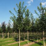 Acer platanoides 'Farlake's Green'