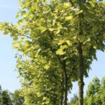 Acer pseudoplatanus 'Leopoldii'