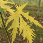 Acer saccharinum 'Laciniatum Wierrii'