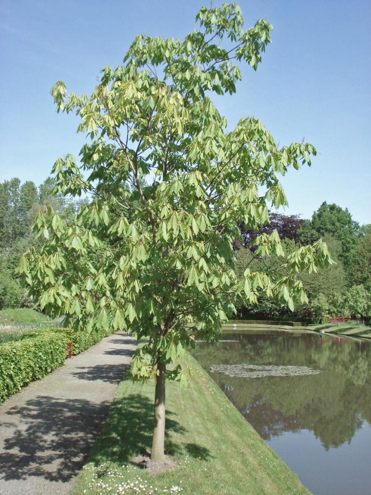 Aesculus indica