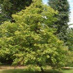 Aesculus neglecta ‘Erythroblastos’