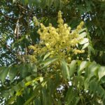 Ailanthus altissima