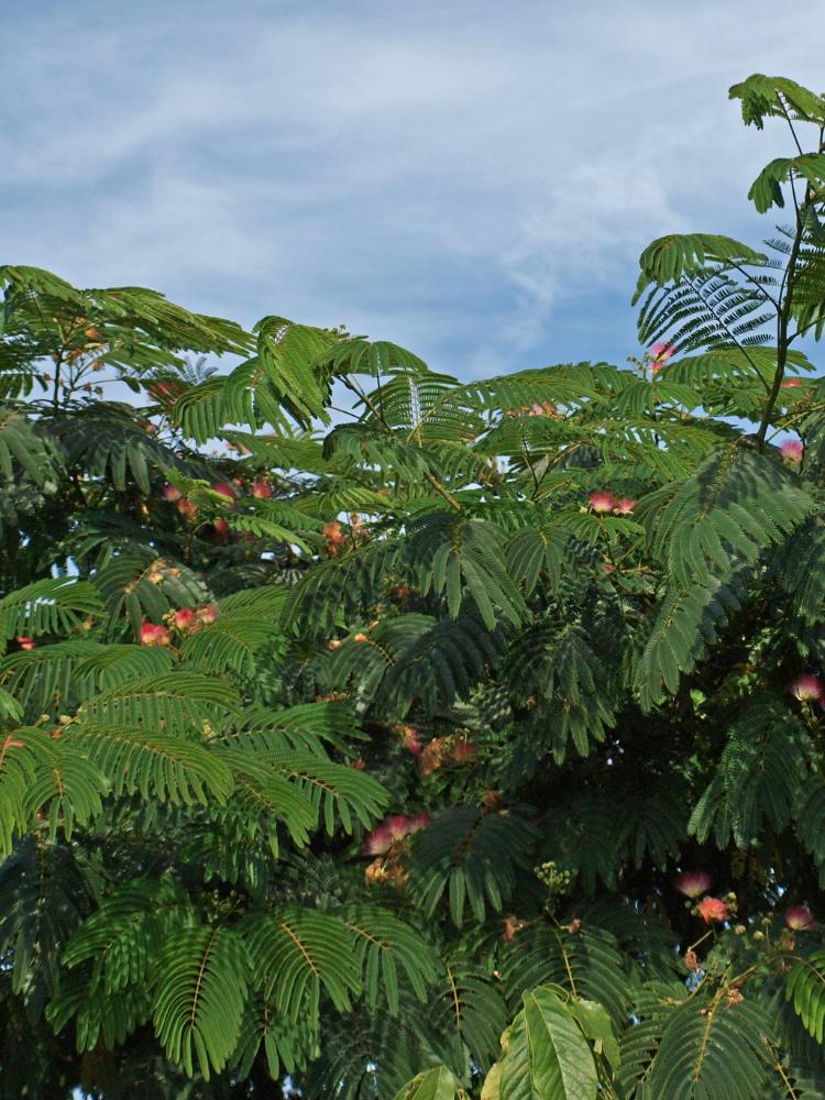 Albizia julibrissin ‘Boubri’ OMBRELLA