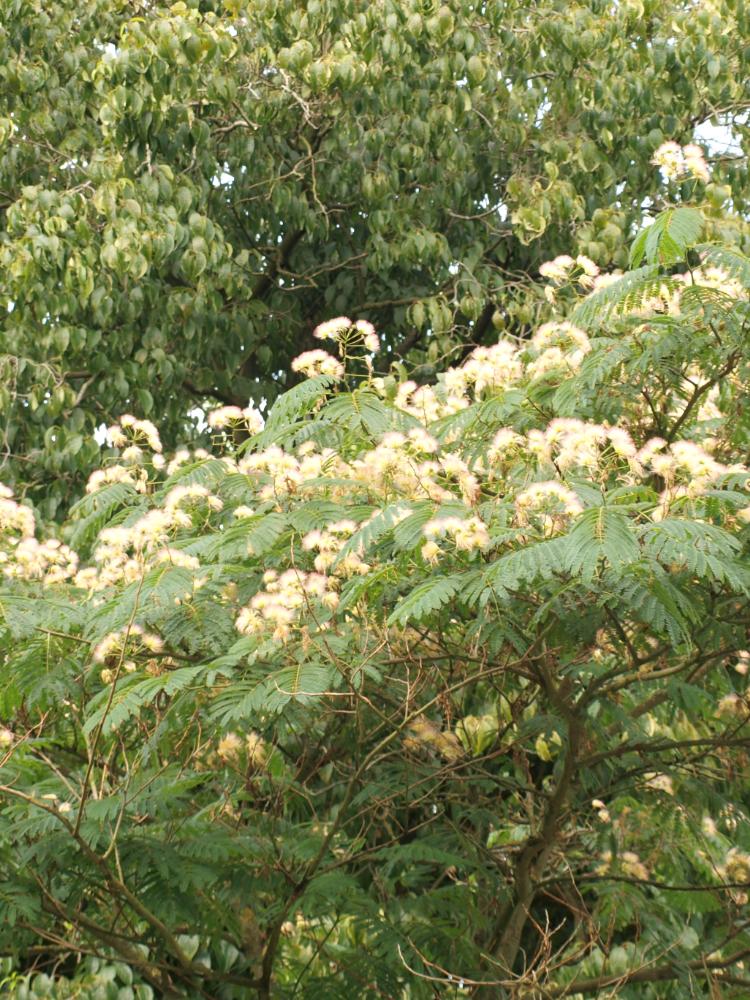 Albizia julibrissin