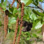 Alnus Cordata