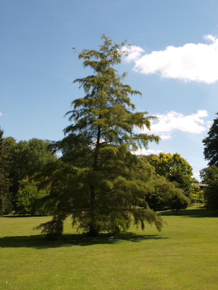 Alnus glutinosa ‘Imperialis’