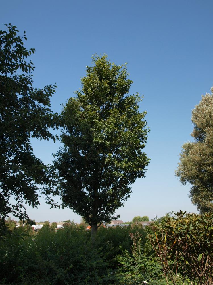 Alnus glutinosa ‘Pyramidalis’