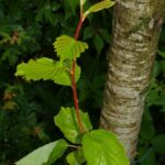 Alnus incana aurea