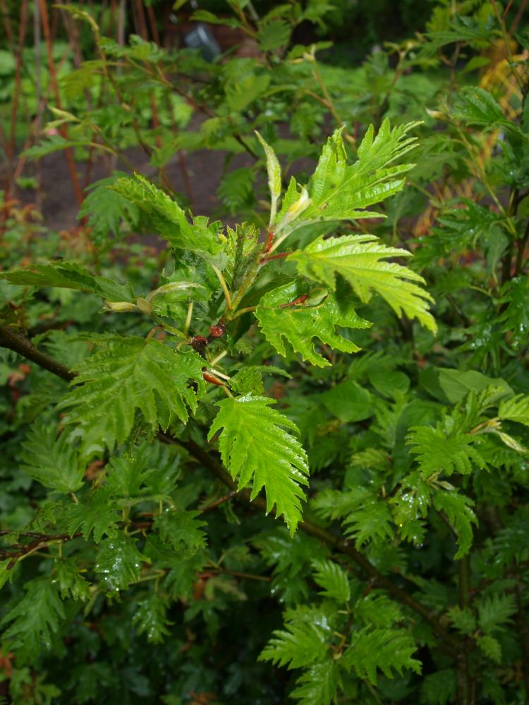 Alnus incana ‘Laciniata’