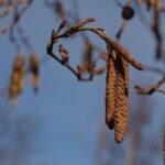 Alnus japonica