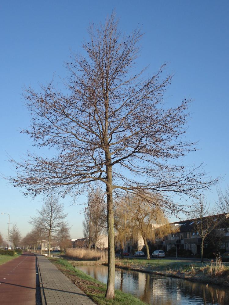 Alnus spaethii ‘Spaeth’