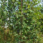 Amelanchier alnifolia ‘Obelisk’