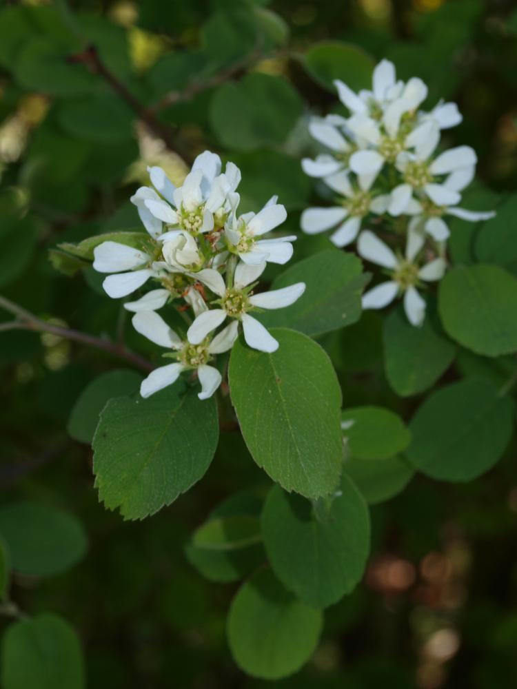 Amelanchier alnifolia