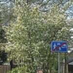 Amelanchier lamarckii