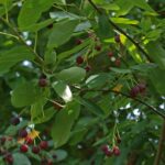 Amelanchier lamarckii