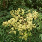 Aralia elata