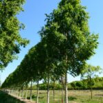 Betula ermanii ‘Holland’