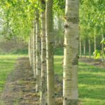 Betula ermanii ‘Holland’