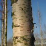 Betula ermanii ‘Holland’