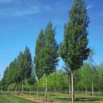 Betula pendula 'Fastigiata'